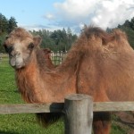 Zoodārzs “Rakšī” – vieta, kur var ieraudzīt kamieļa skūpstu