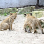 После двухмесячного перерыва открывается Рижский зоопарк
