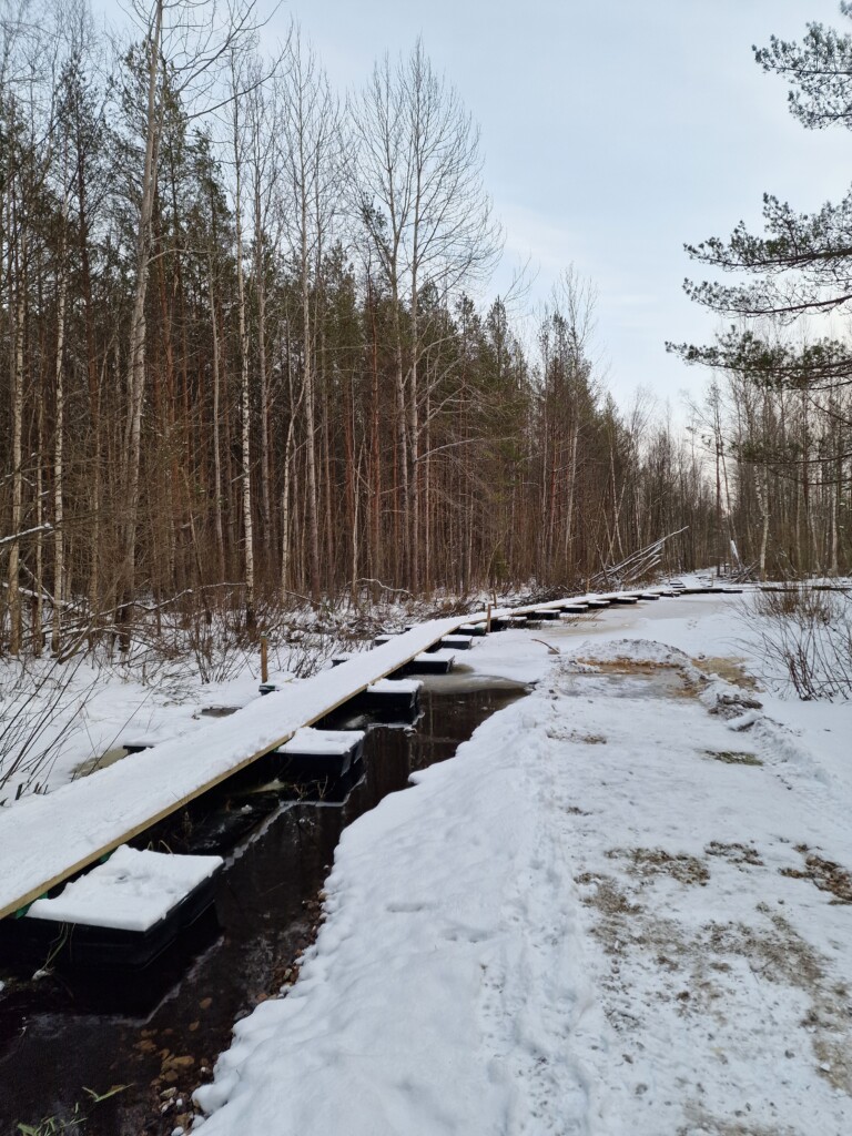 Таллинн, Эстония, болото Пяэскюла, новая тропа на понтонах