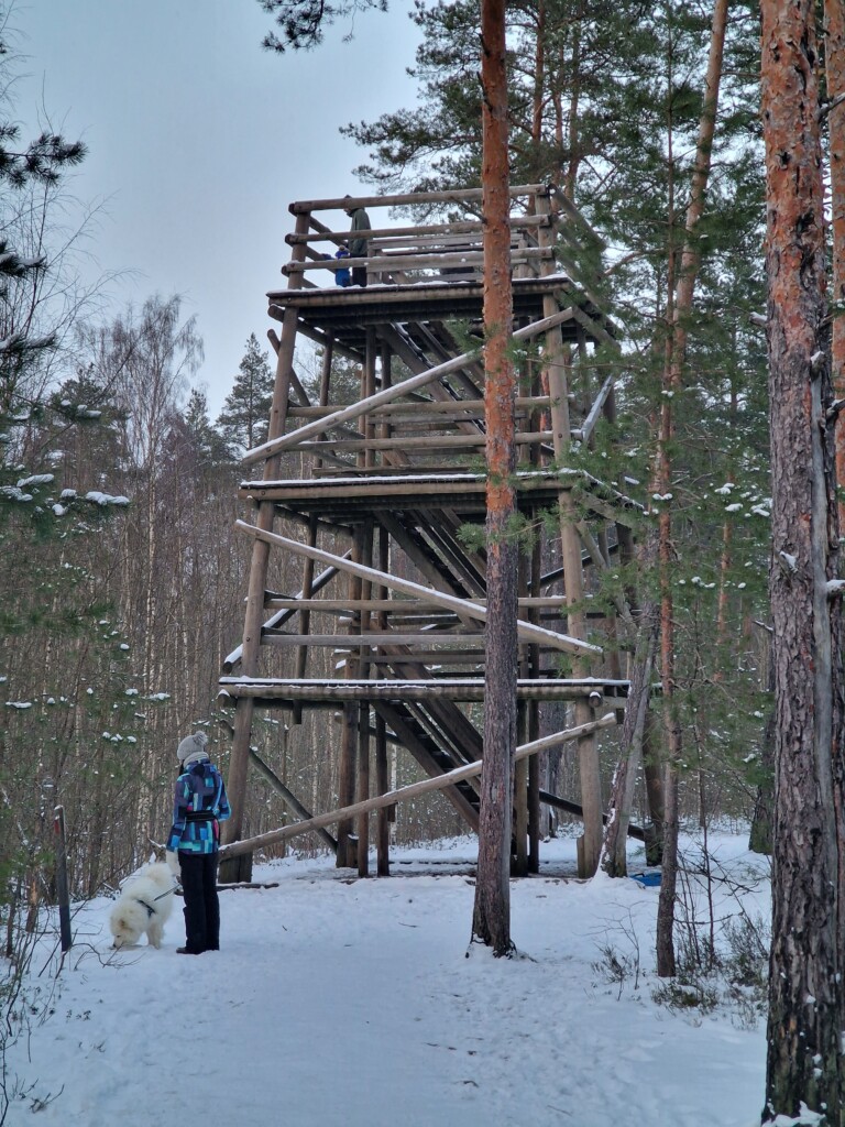 Таллинн, Эстония, болото Пяэскюла, новая тропа на понтонах